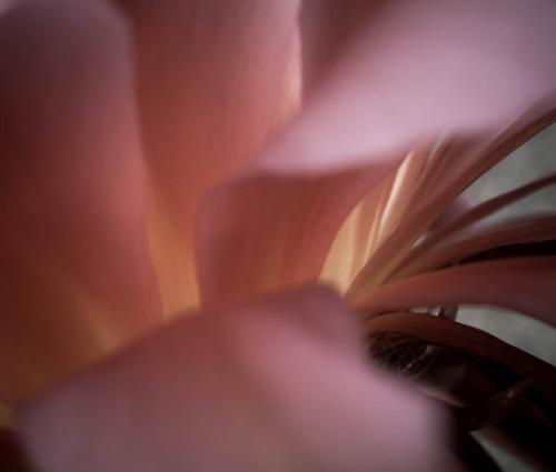 Argentinian Bloom
