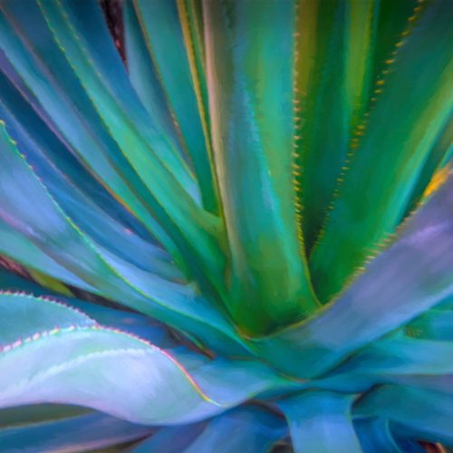 Agave