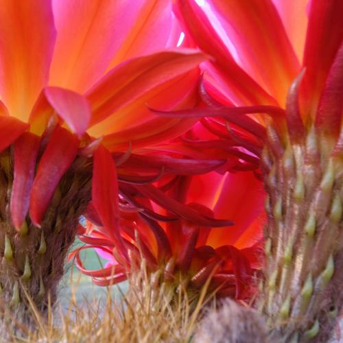 Argentinian Bloom 3