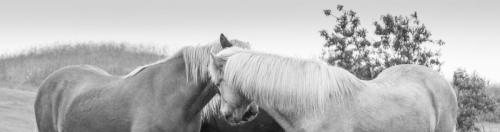 Icelandic Horses