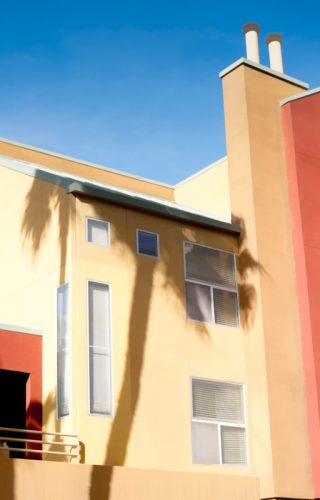 Tempe Palm