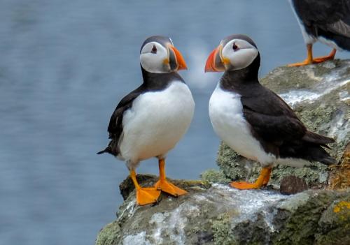 Puffins Puffing