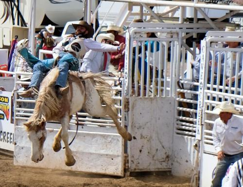 Bronc Rider